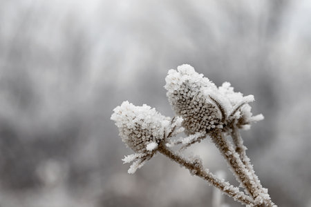 frozen and covered with ice large wildflowers in a meadowの写真素材