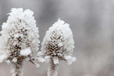 frozen and covered with ice large wildflowers in a meadowの写真素材
