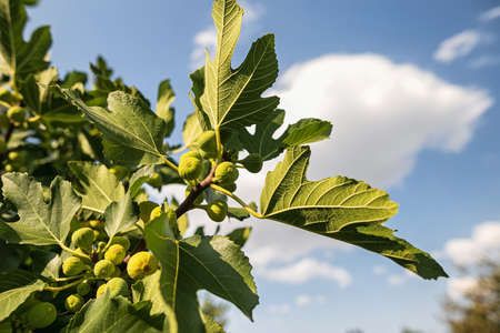 Fig branch with leaves and still unripe berries against the background of blue sky and clouds