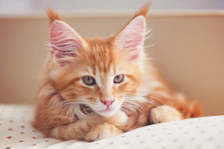 Beautiful little fiery red cat of the maine coon lies on a beige pillowの写真素材