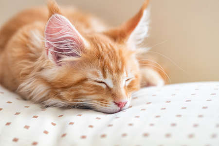 Beautiful little fiery red cat of the maine coon lies on a beige pillowの写真素材