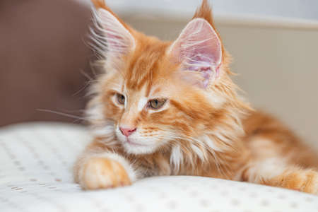 Beautiful little fiery red cat of the maine coon lies on a beige pillowの写真素材