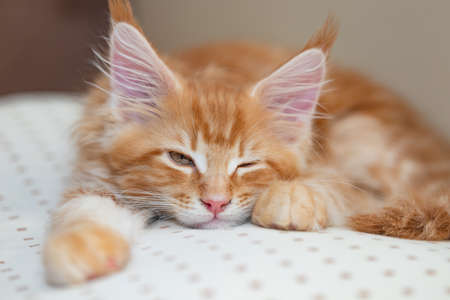Beautiful little fiery red cat of the maine coon lies on a beige pillowの写真素材