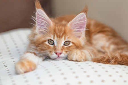 Beautiful little fiery red cat of the maine coon lies on a beige pillowの写真素材