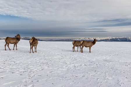 Deer from the farm graze on the snowy meadows against the backdrop of Mountainsの写真素材