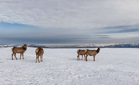 Deer from the farm graze on the snowy meadows against the backdrop of Mountainsの写真素材