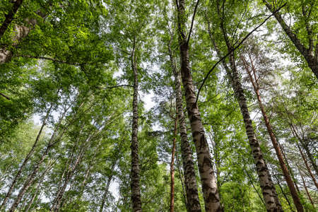 Bottom-up view of the crown of tall treesの写真素材