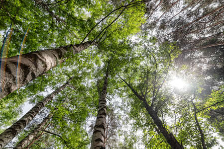 Bottom-up view of the crown of tall treesの写真素材