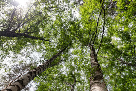 Bottom-up view of the crown of tall treesの写真素材