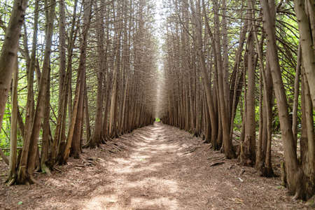 A road going into the distance in forest with walls of trees without leavesの写真素材