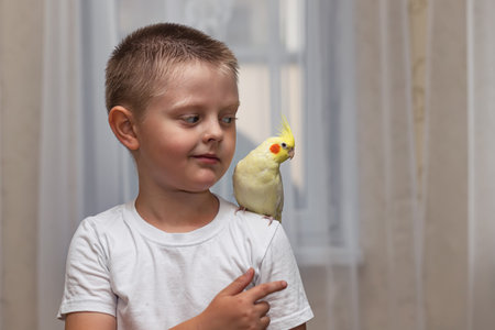 Pet parrot corella sits on the shoulder of a little boyの写真素材
