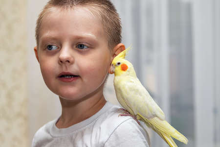 Pet parrot corella sits on the shoulder of a little boyの写真素材