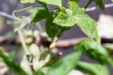 Young cucumbers grow in a private gardenの写真素材