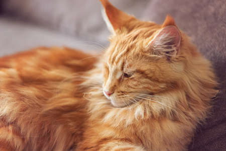 A beautiful large and very fluffy red cat of the Maine breed lies on the couchの写真素材