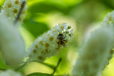 A bee covered with a yellow finger continues to collect nectar on flowering bird cherryの写真素材