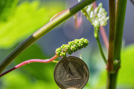 A very small grape brush on background of a coin from Nicaraguaの写真素材