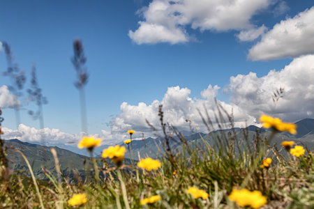 Yellow meadow flowers on the top of the mountain. In the background are mountain ranges and white cloudsの写真素材