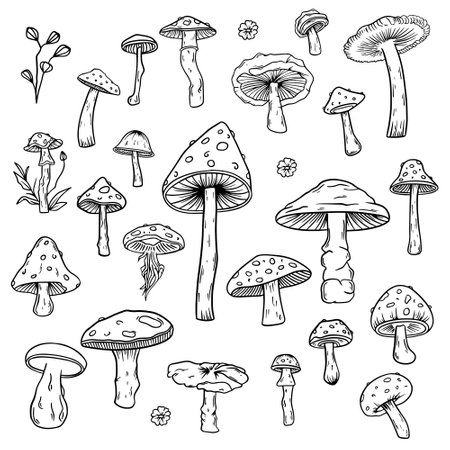 Hand drawn mushrooms set. Vector illustration. Isolated on white background.のイラスト素材