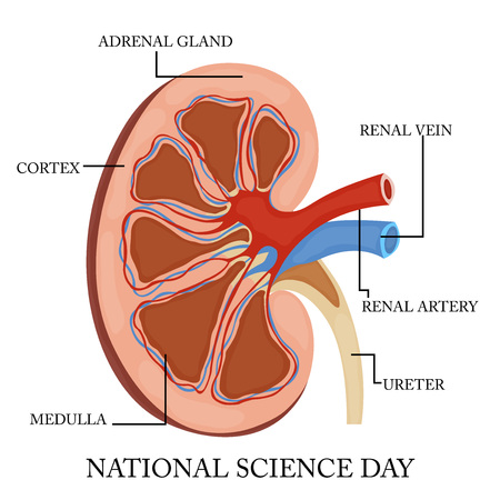 National Science Day. Vector illustration.