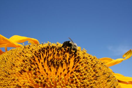 Sunflower, Bumblebee, and Sky 1の写真素材
