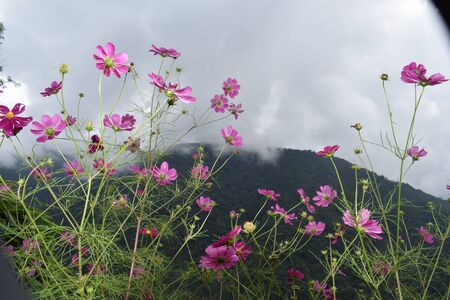 Branches of pink wild flowers are blooming in east sikkimの写真素材
