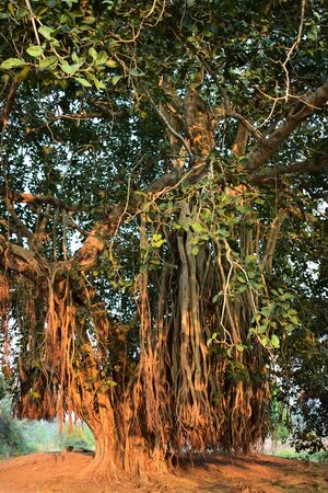 closeup of large banyan treeの写真素材