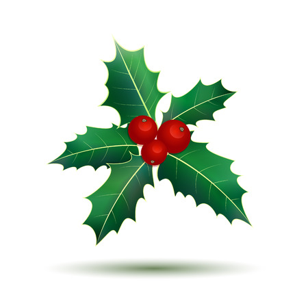Holly. Christmas holly berries on white. Vector illustrationのイラスト素材