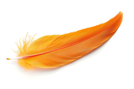 Orange feather isolated on white backgroundの素材