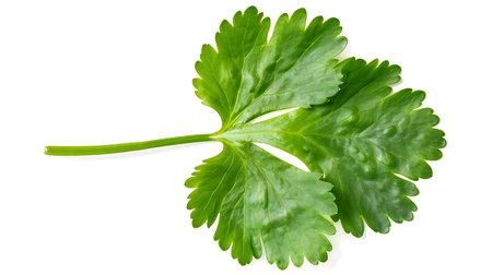 Fresh coriander leaves isolated on white backgroundの素材