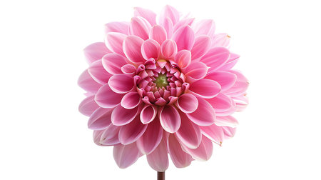 Pink dahlia flower isolated on white backgroundの素材