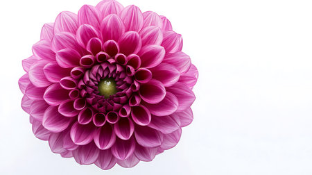 A stunning close-up shot of a vibrant pink dahlia flower against a clean white backdrop. The image highlights the flower's perfect symmetry and meticulously arranged petals, offering a serene floral visual.の素材