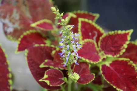 Close up of blooming coleus plant with vibrant red and green foliageの写真素材