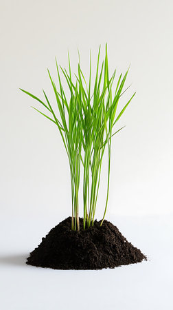 Freshly sprouted green shoots push through rich dark earth, symbolizing new beginnings and growth on a simple white backdrop.の素材