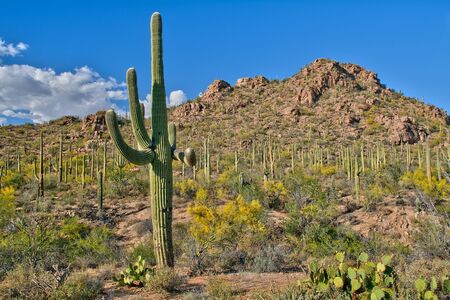 Sea of cacti in a desert landscape in the Saguaro National Park with clouds moving over the western mountainous horizon.の写真素材