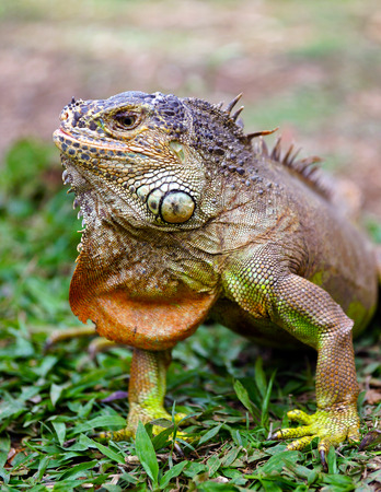Portrait of iguana in the wildの写真素材