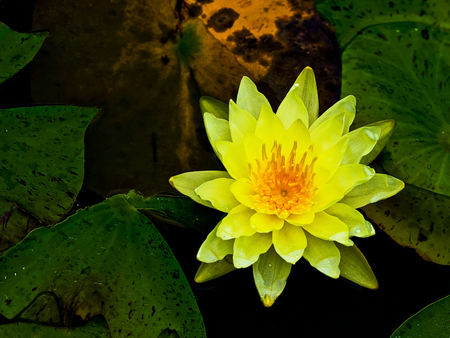 yellow flowerの写真素材