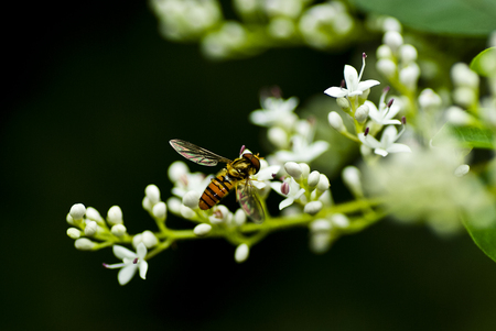 bee resting on the flowersの写真素材