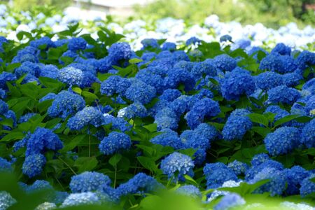 Unshoji Temple, Oga City, Akita Prefectureの写真素材