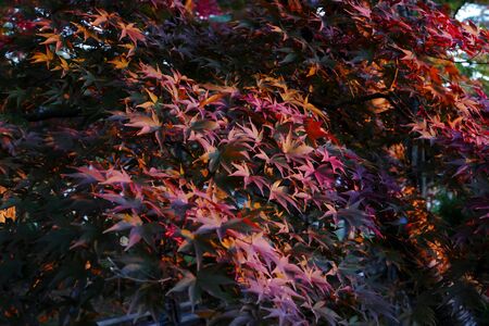 Former Ikeda Family Japanese Garden , Akita, Japanの写真素材