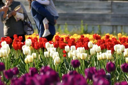 "Tulips of Blue Messe Akita", Katagami City, Akita Prefectureの写真素材