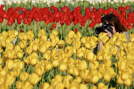 "Tulips of Blue Messe Akita", Katagami City, Akita Prefectureの写真素材