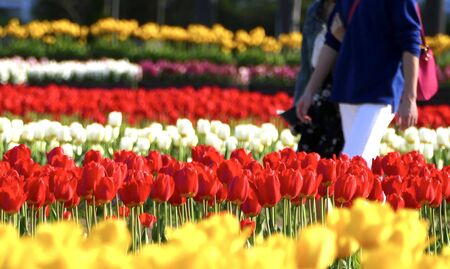 "Tulips of Blue Messe Akita", Katagami City, Akita Prefectureの写真素材