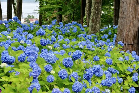 Unshoji Temple, Oga City, Akita Prefectureの写真素材