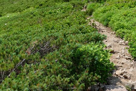 "Climbing Akita Komagatake", Senboku City, Akita Prefectureの写真素材