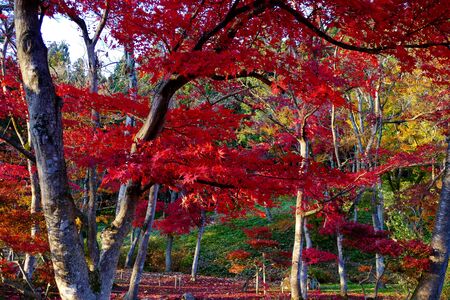 Former Ikeda Family Japanese Garden , Akita, Japanの写真素材