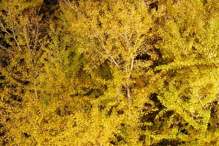 The Great Ginkgo of Kitakanegasawa, Fukaura Town, Aomori Prefecture Japan