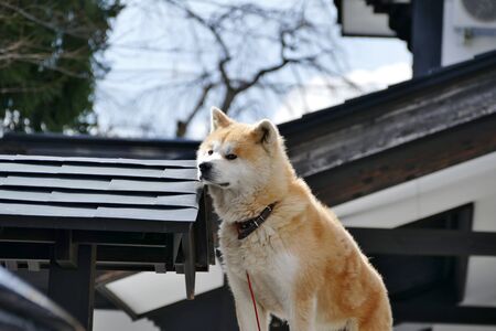 ?"Buke Maru(Akita dog)", Senboku City, Akita Prefecture Japanの写真素材
