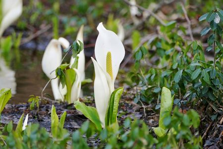 ?"Asian skunk cabbage of The Sashimaki", Senboku City, Akita Prefectureの写真素材