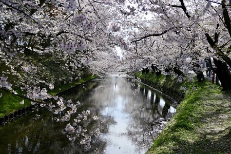 ?Cherry Blossoms Hirosak i Park, Hirosaki City, Aomori Prefecture Japanの写真素材