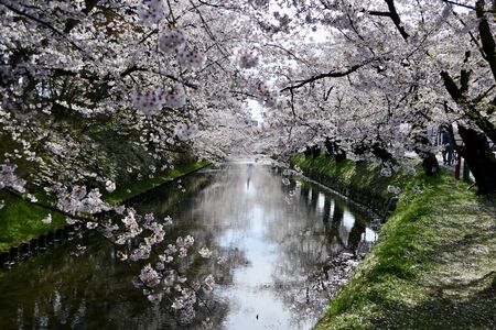 ?Cherry Blossoms Hirosak i Park, Hirosaki City, Aomori Prefecture Japanの素材 [FY310129918829]